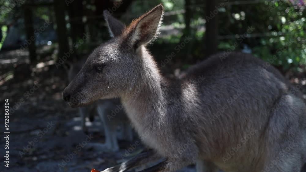 Kangaroo chilling laying eating at the sun australia Kangaroo chilling laying eating at the sun australia