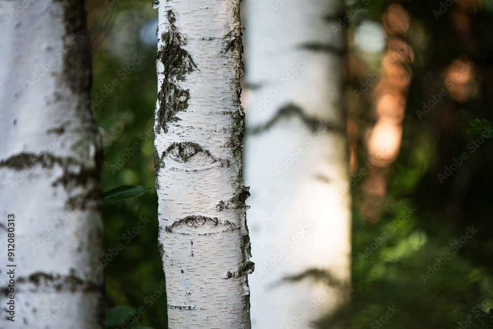 Fototapeta premium Białe brzozy w lesie, tapeta