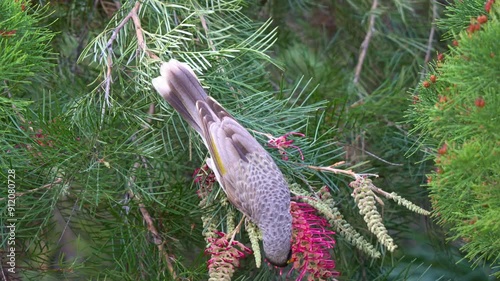 A wild honeyeater noisy miner, manorina melanocephala, perched on grevillea banksii flowering plant, feeding on the sweet nectar, close up shot. photo