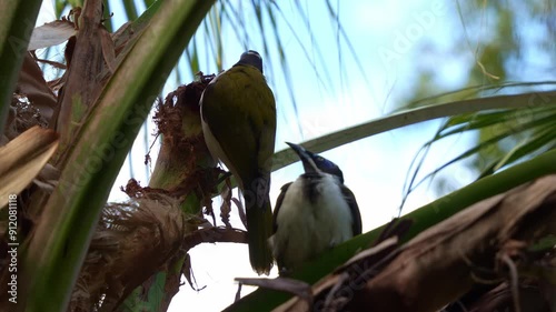 Two Blue-faced honeyeater (entomyzon cyanotis) perched on the tree, with two aggressive noisy minor intruding their rest, close up shot. photo