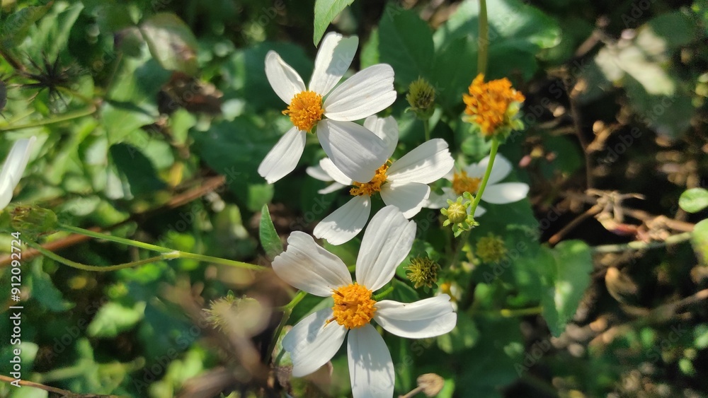 Bidens pilosa Bidens pilosa
