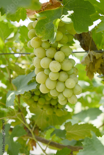 Close up of grapes hanging on Vine, Hanging grapes. Grape farming. Grapes farm. Tasty green grape bunches hanging on branch. Grapes With Selective Focus on the subject, Chakwal, Punjab, Pakistan