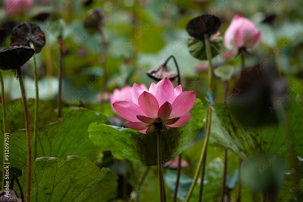 The pink lotus is surrounded by green lotus leaves The pink lotus is surrounded by green lotus leaves