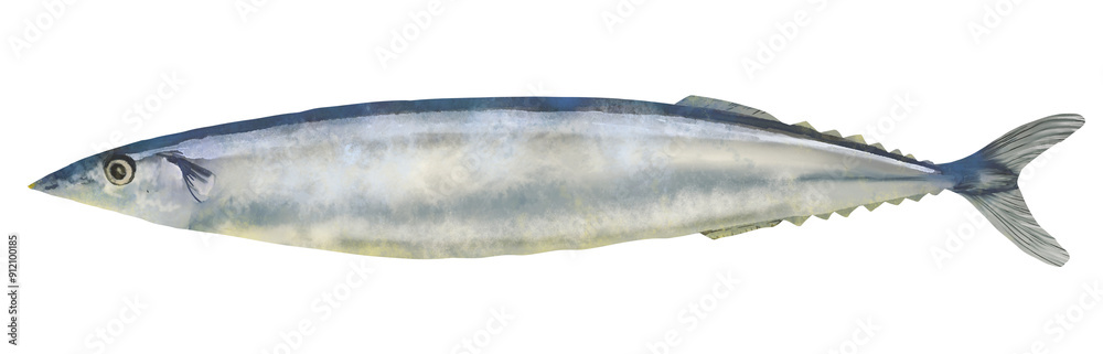 Fototapeta premium 秋刀魚の水彩画イラスト