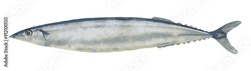秋刀魚の水彩画イラスト