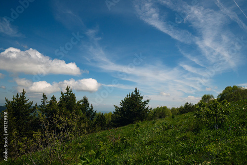 Grassy hill with pine trees and sky.