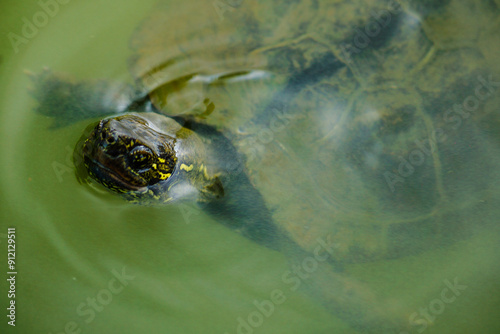 水面の亀 photo