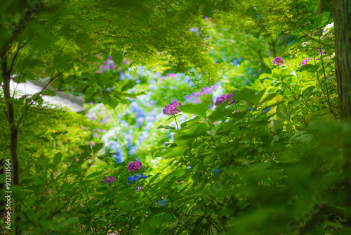 緑と紫陽花の庭園