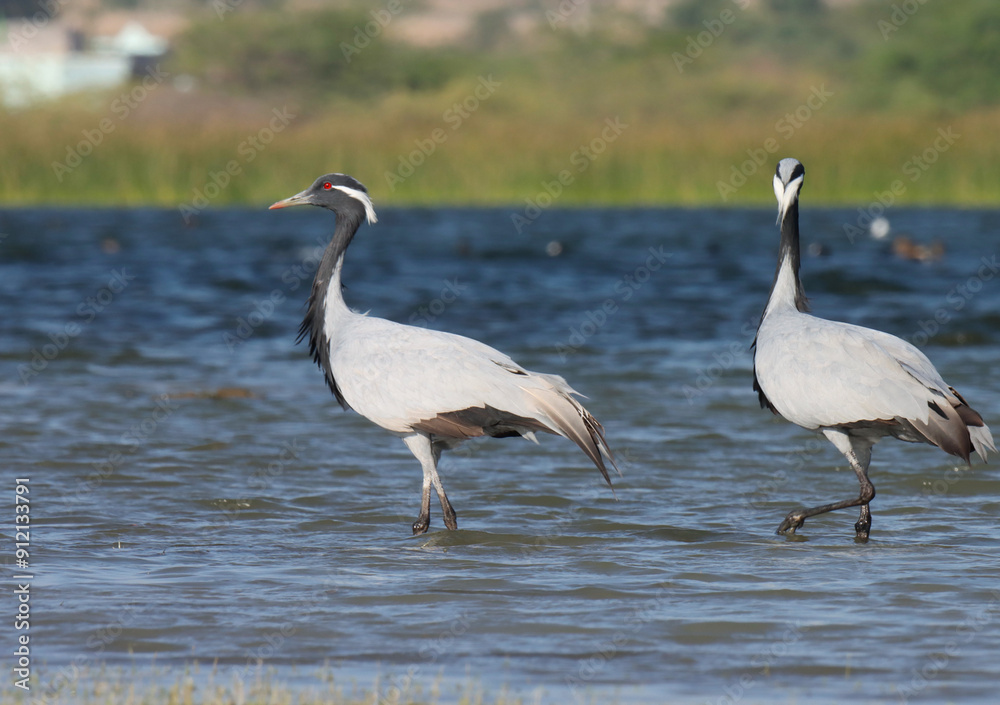 Demoiselle crane wading in river water. Grus virgo. Demoiselle crane wading in river water. Grus virgo.