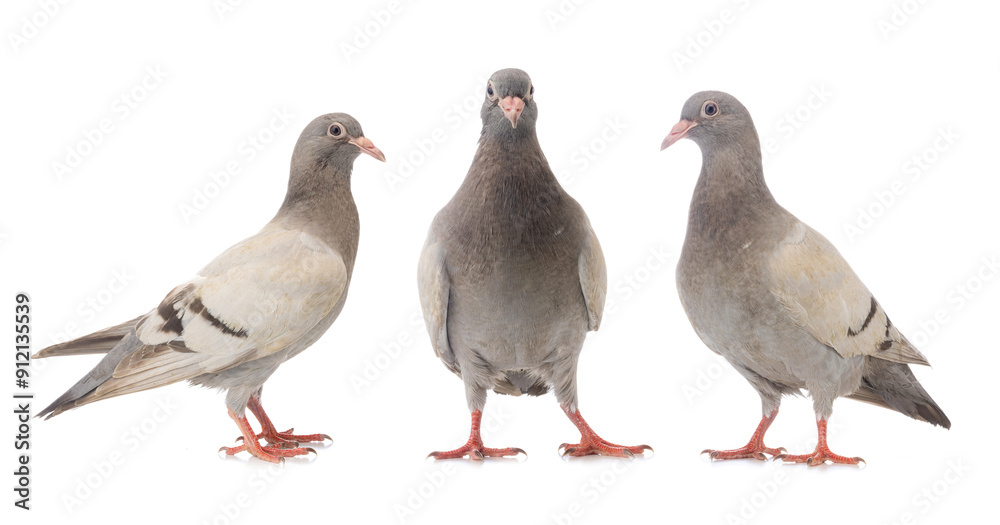 two grey doves standing on white background. two grey doves standing on white background.