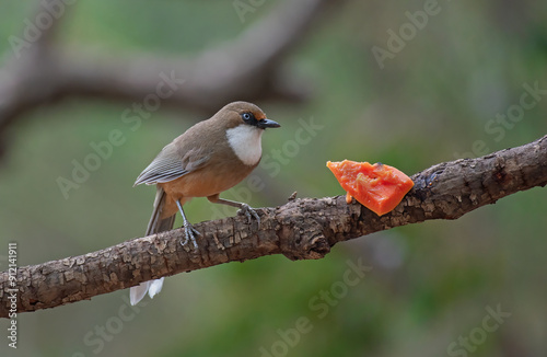 White throated laughingthrush bird  having fruit while perched on a branch. photo