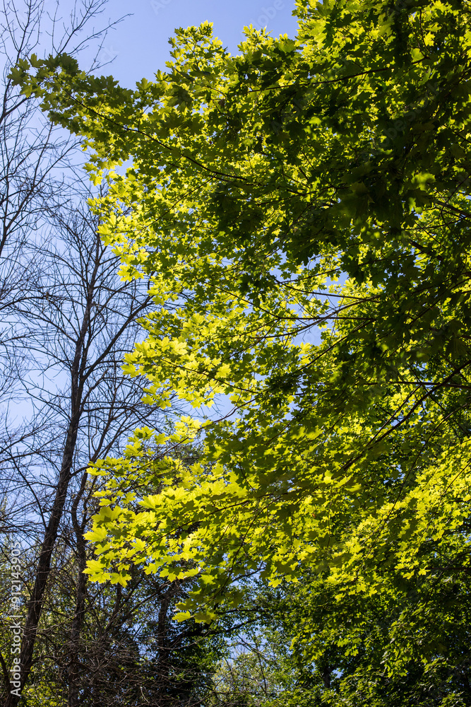 Trees against the sky. Green leaves against the blue sky. Trees against the sky. Green leaves against the blue sky.