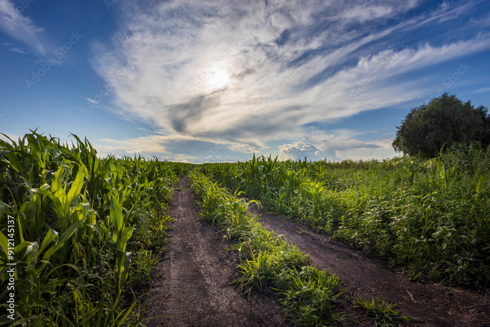 Obraz premium A serene dirt path winds through tall corn stalks under a dramatic sky, revealing the beauty of nature at twilight.
