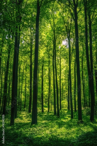 Green Forest Landscape