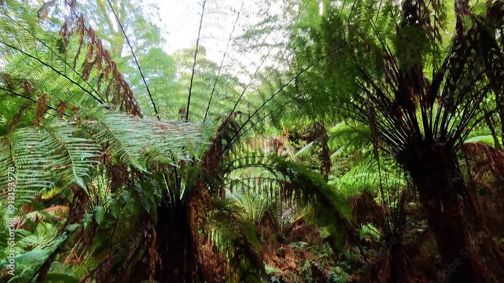 Rainforest Trail in Melbourne Rainforest Trail in Melbourne