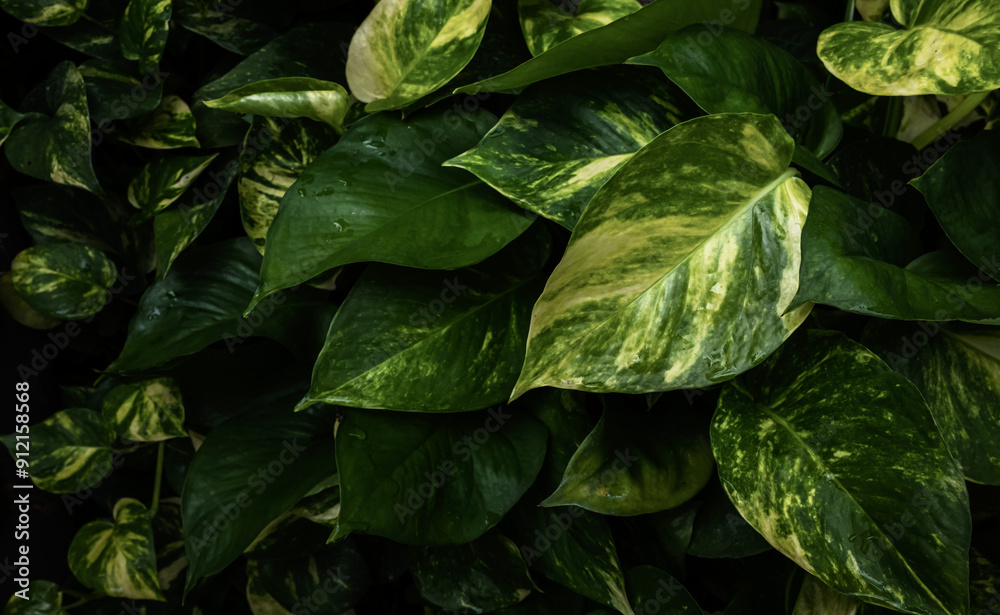 Beautiful green leaf plant background. Tropical leaves concept Beautiful green leaf plant background. Tropical leaves concept