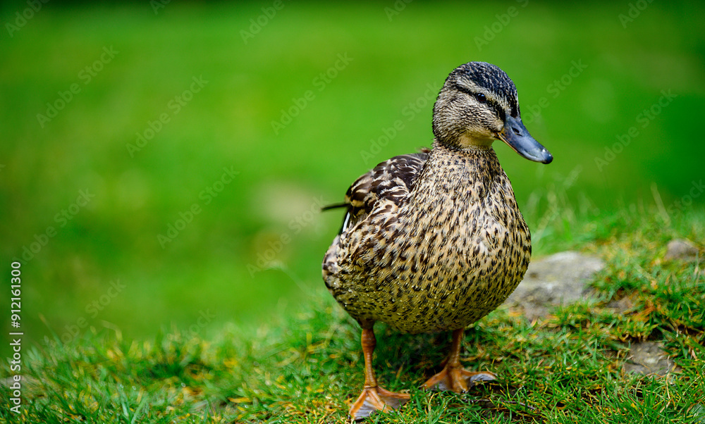 duck on the grass, Derwent Dam