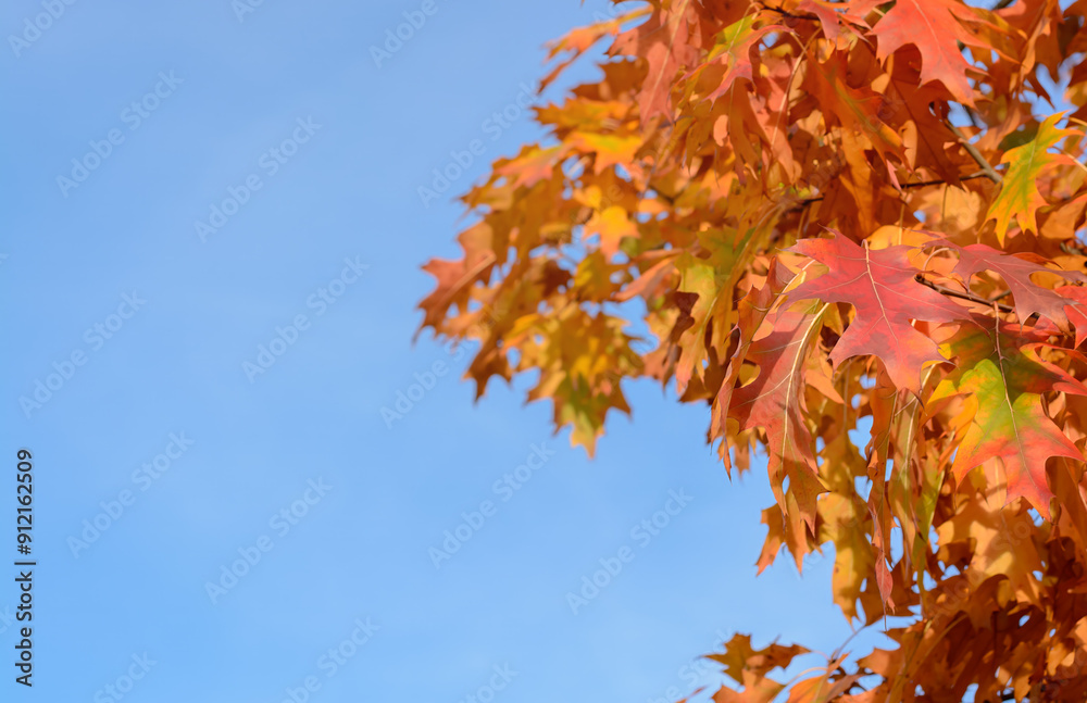 Background with blue sky and autumn leaves northern red oak with copy space Background with blue sky and autumn leaves northern red oak with copy space