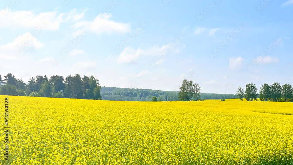 A field of yellow flowers with a blue sky in the background A field of yellow flowers with a blue sky in the background
