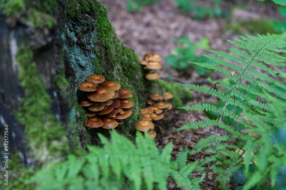 A lot of mushrooms growing on an old not in summer dense forest. The concept of renewability of nature