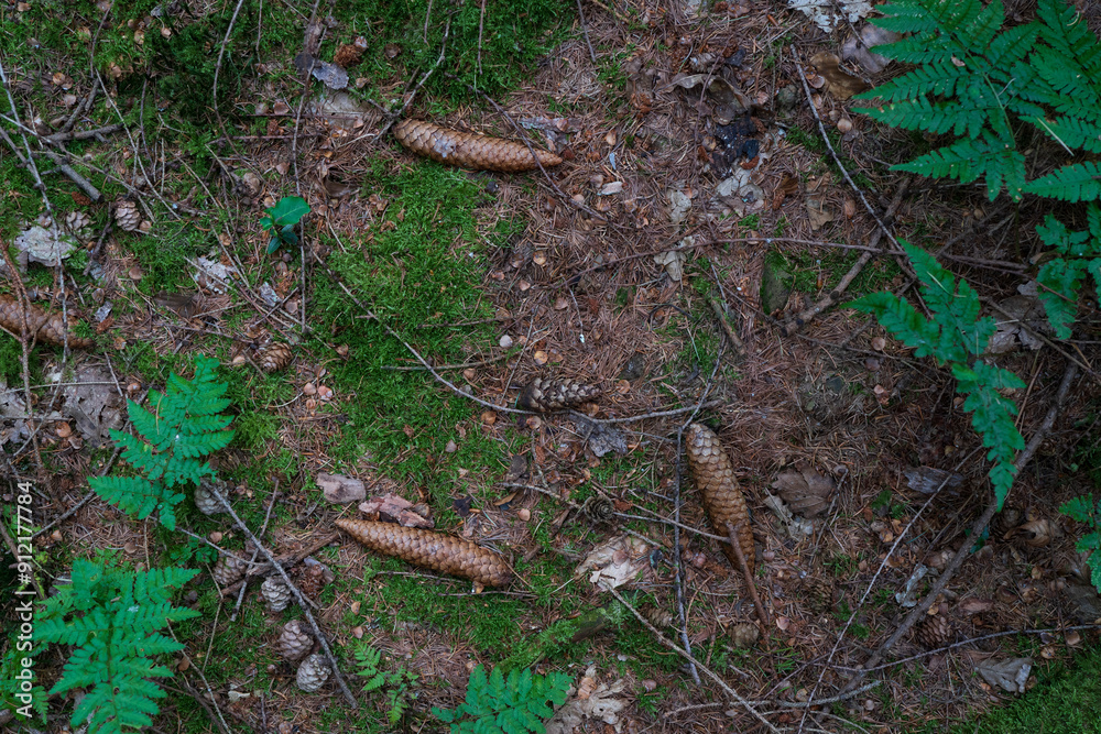unopened Cedar cones lie on green moss in a summer dense forest. The concept of nature's renewability unopened Cedar cones lie on green moss in a summer dense forest. The concept of nature's renewability