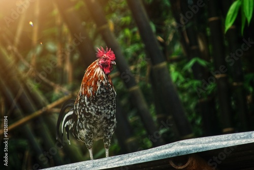 photo of a rooster standing proudly, with a bamboo tree in the background