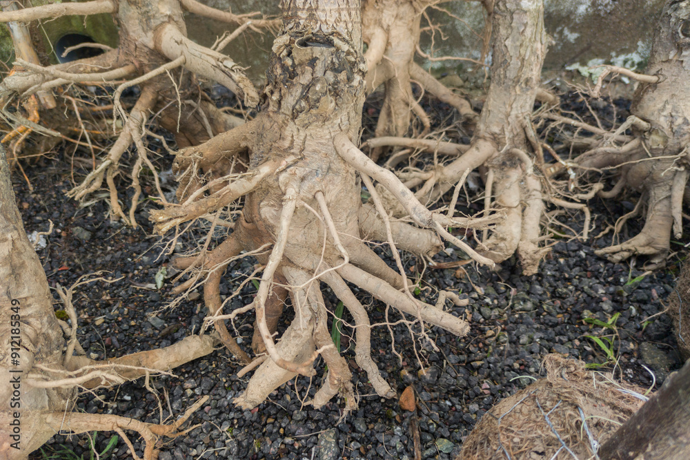 Bare-root young trees stored Bare-root young trees stored