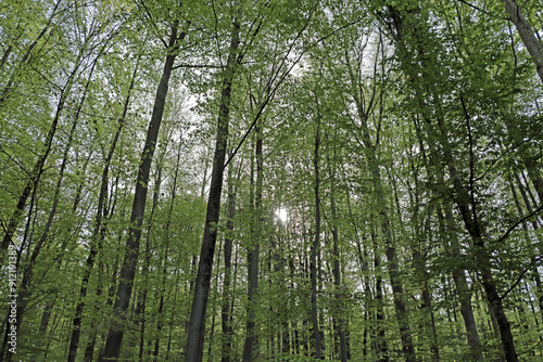 green ttrees forest