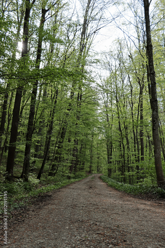 Fototapeta premium path in the woods
