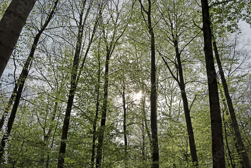 trees in the forest