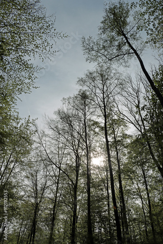 trees in the woods