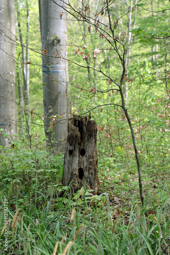 wild boar in the forest