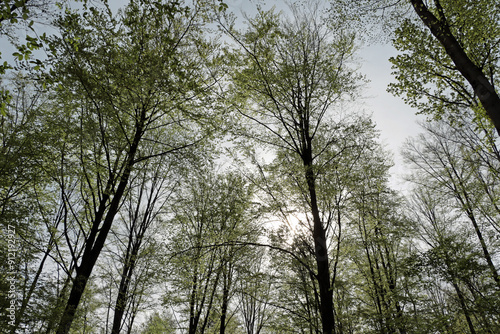 trees in the forest