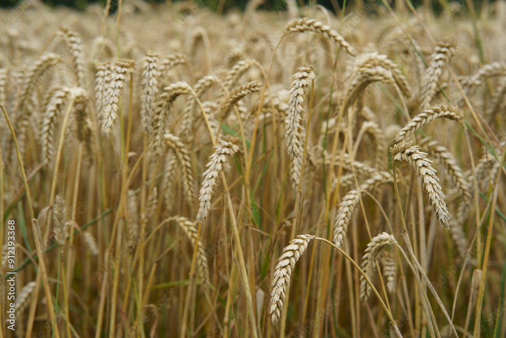 Ripe ears of wheat in the field. Grain crop ready for harvesting Ripe ears of wheat in the field. Grain crop ready for harvesting