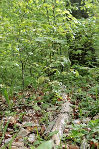 stream in the woods