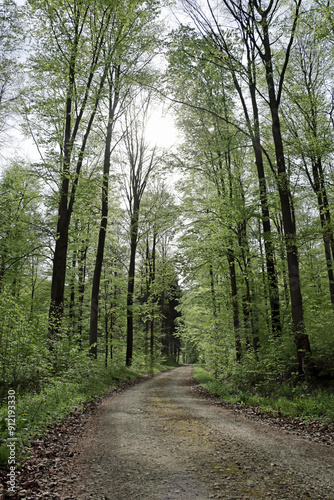 path in the forest