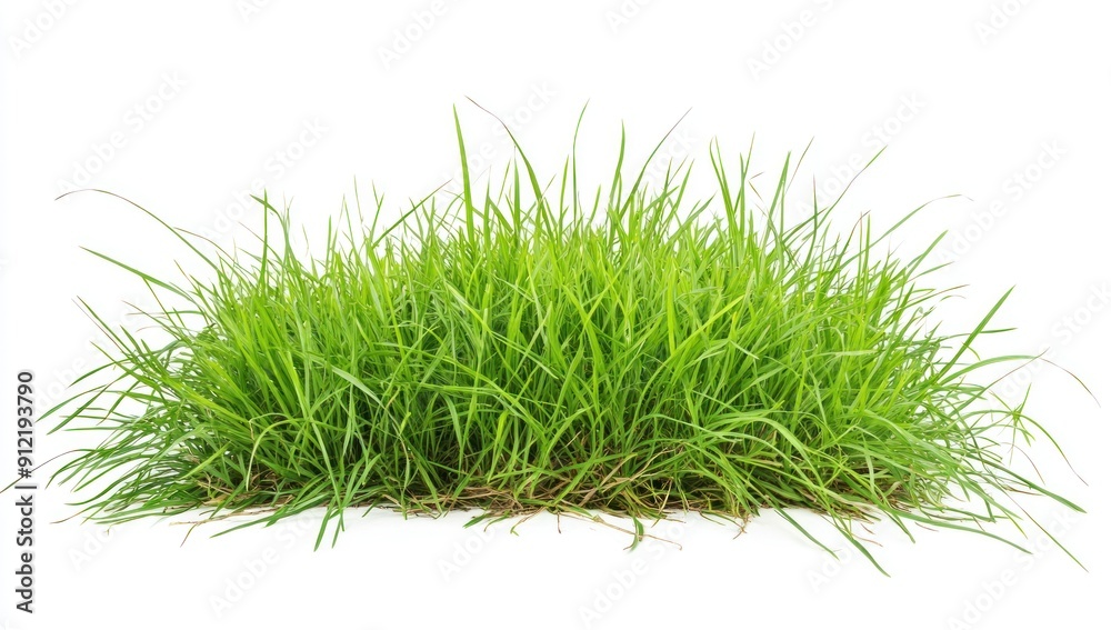Lush Green Grass Patch Isolated on White Lush Green Grass Patch Isolated on White