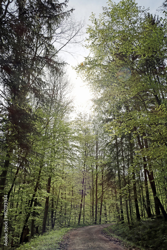 path in the forest