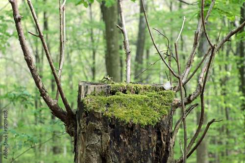 tree in the forest