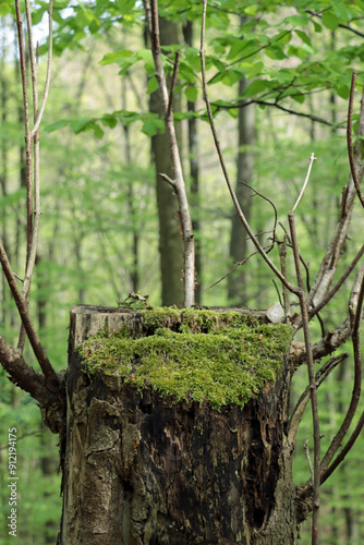 tree in the woods