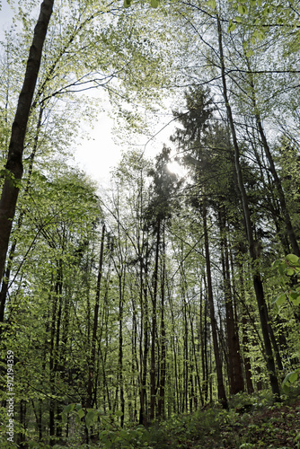 trees in the woods