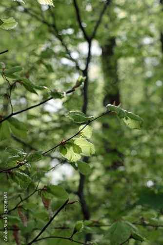 leaves in the forrest