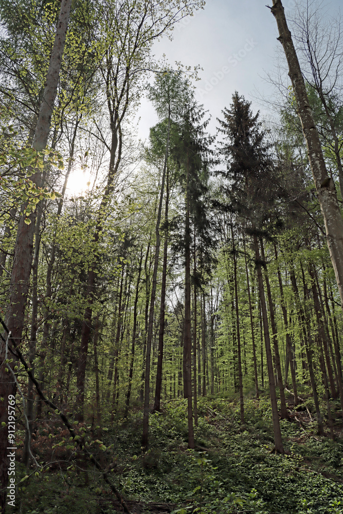 Fototapeta premium trees in the forest