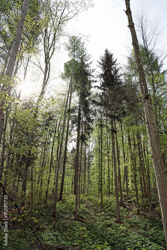 trees in the forest