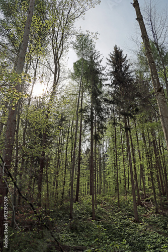 trees in the forest