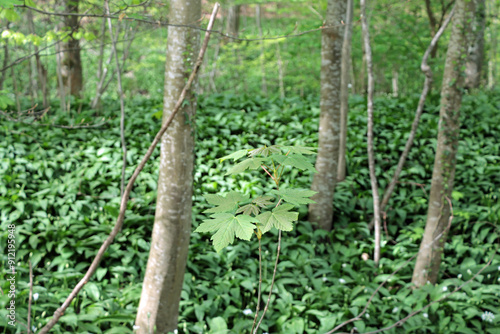 tree in the woods