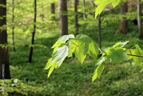leaves in spring