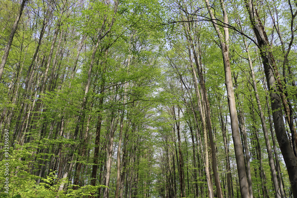 Trees in the forrest Trees in the forrest