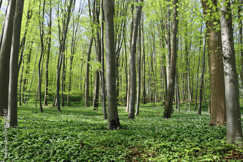 trees in the forest with wild garlic