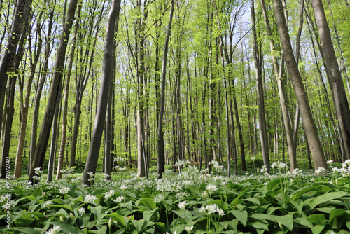 garlic in the forrest